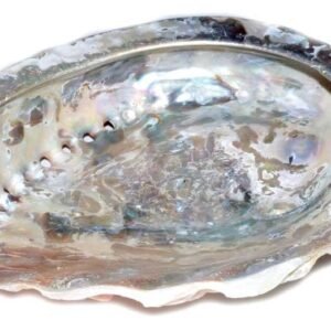 4" Abalone Shell Incense Burner