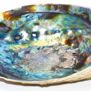 5"- 6" Abalone Shell Incense Burner