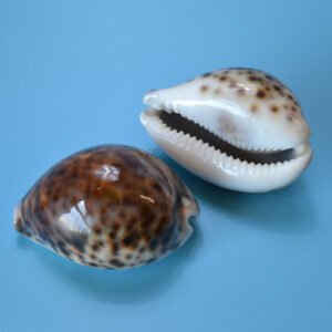 Polished Tiger Cowrie Shell 3"