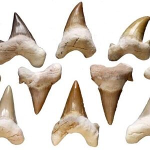 Shark Teeth Ritual Accent 1 1/2" x 1"