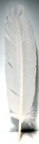 Set Of 10 White Feather 12"